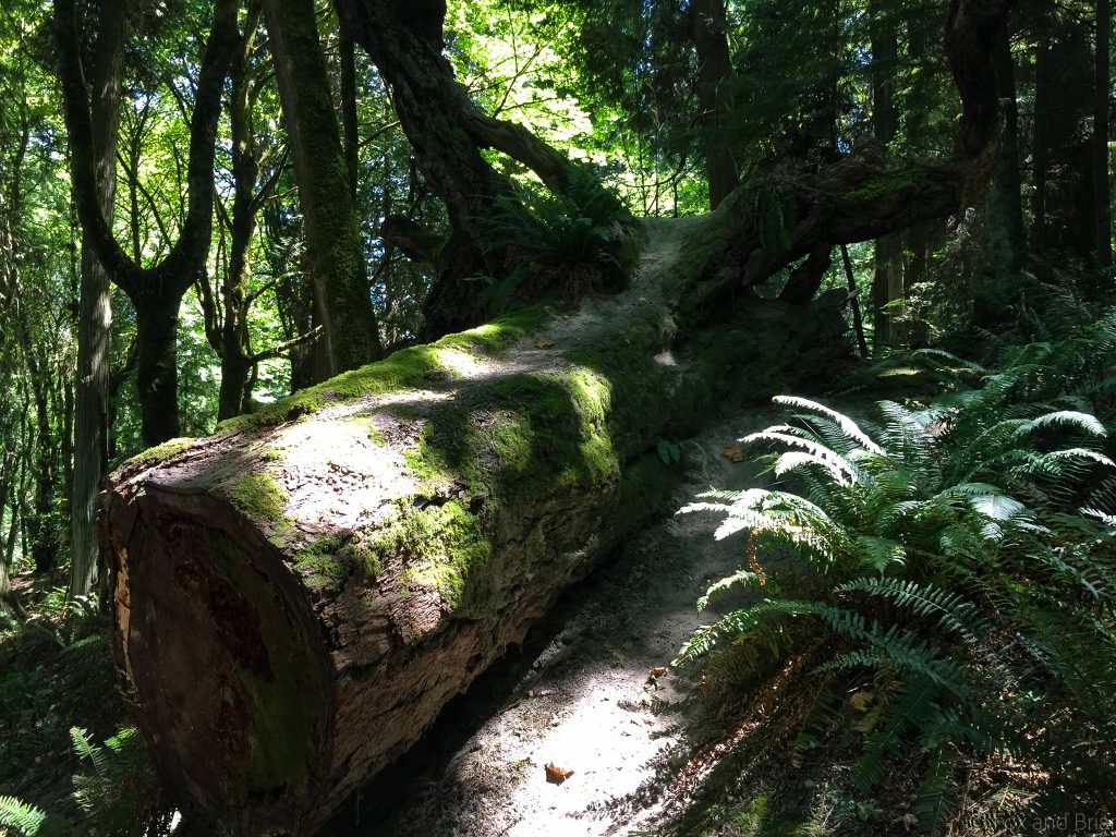 Here is a list of 5 great hikes near Seattle for absolute beginners. If you want to start hiking but are intimidated, start here. Also these are great for a quick afternoon walk because they are all in or very close to the city.